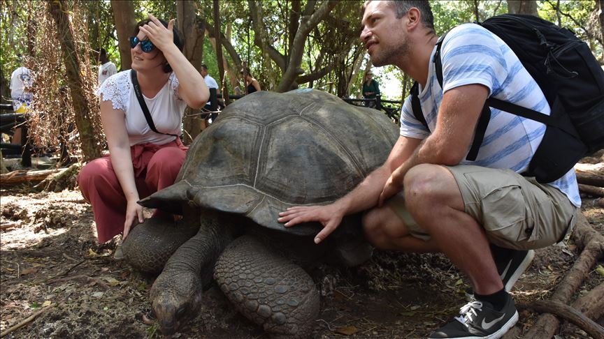 Allure of Changuu island: Giant Aldabra Tortoises