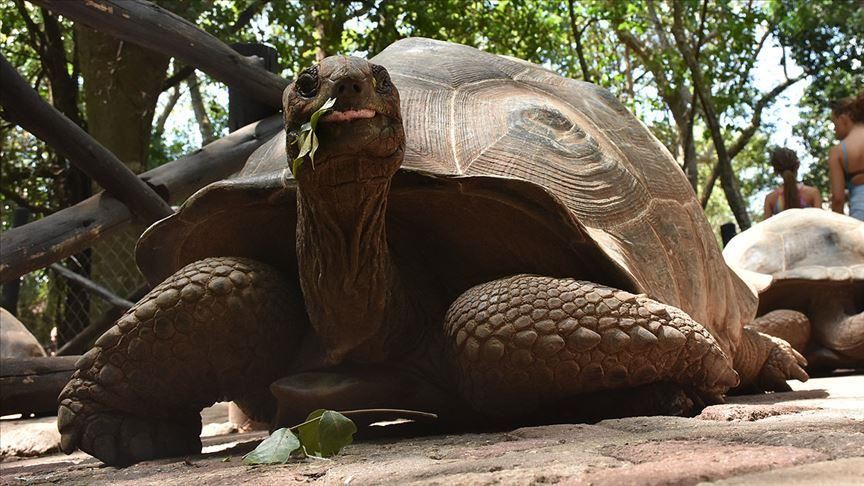 Чангу - Занзибарскиот остров на џиновски желки