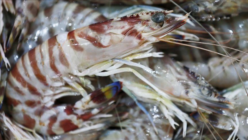 Indonesia gagalkan penyelundupan lobster ke Singapura