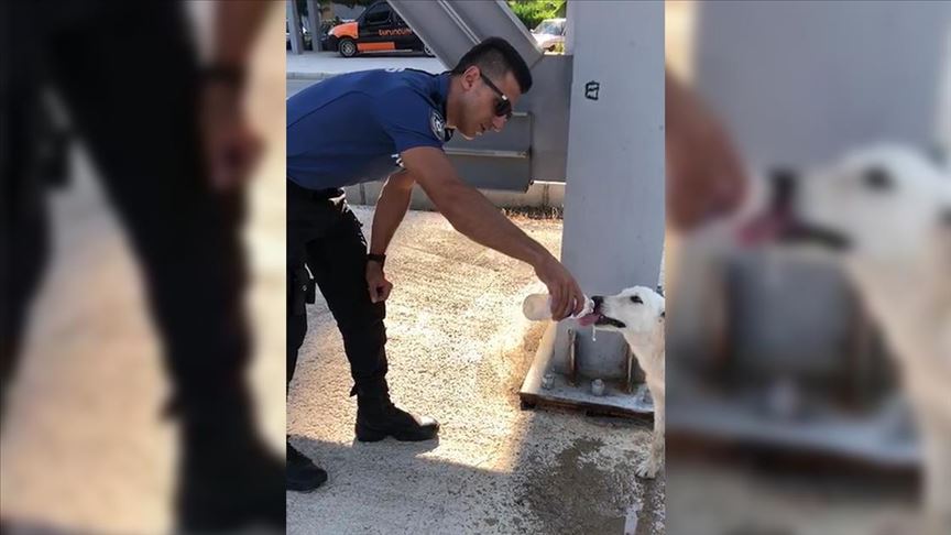 Polisin sokak köpeğine merhameti takdir topladı