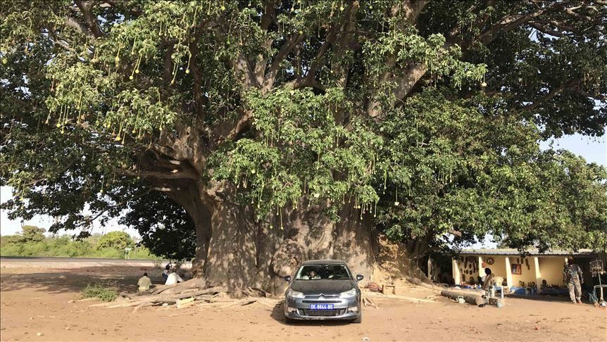 Сенегал: Импозантно стебло баобаб му пркоси на времето веќе 18 века