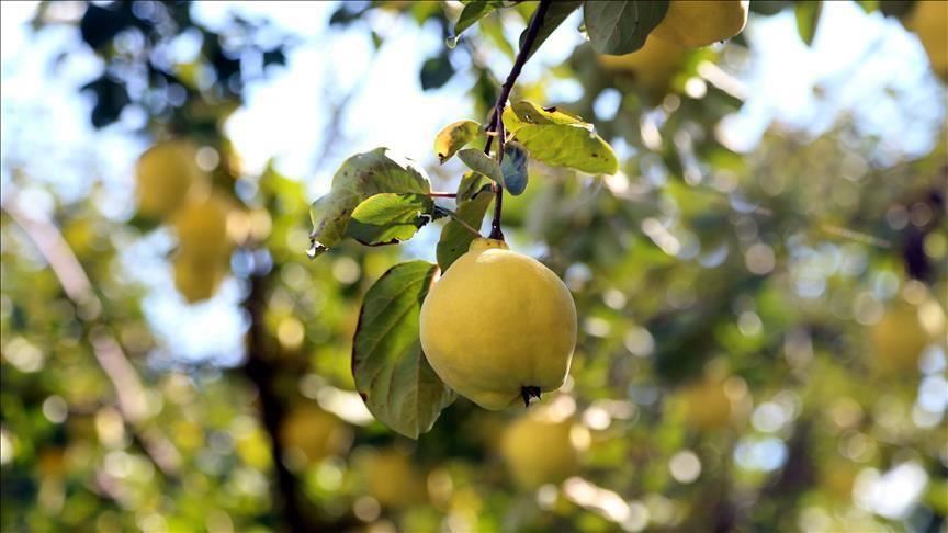 Turquie : Près de 39 milliards de dollars de revenus provenant des produits agricoles