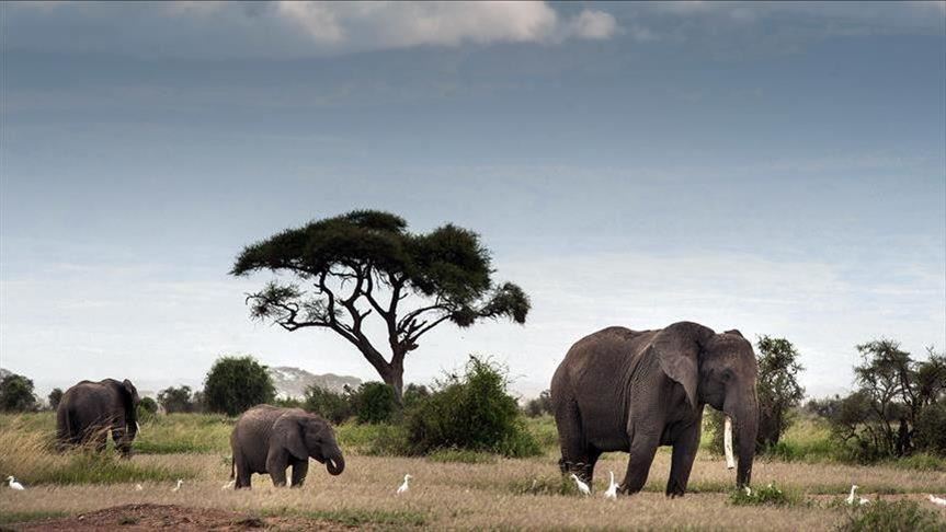 الأمم المتحدة تحظر نقل الفيلة الإفريقية البرية إلى حدائق الحيوان 