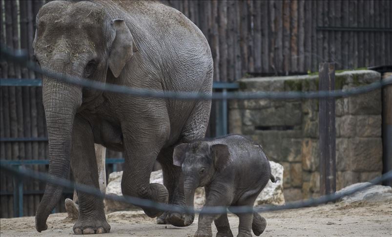 UN zabranio premještaj afričkih slonova iz divljine u zoološke vrtove