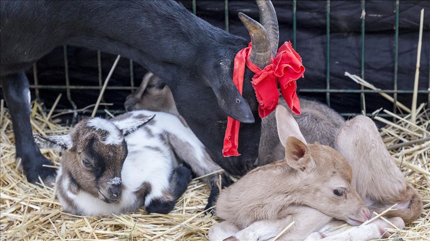 Turquie Quand Une Chevre Altruiste Offre Son Lait Maternel A Un Faon