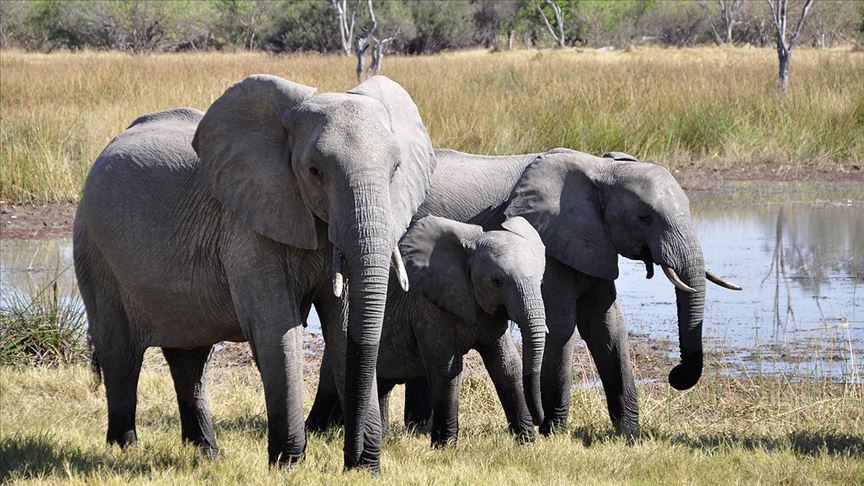 BM'den Afrika fillerinin hayvanat bahçelerine getirilmelerine yasak