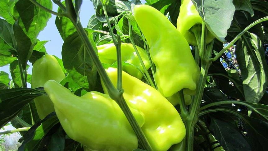 tescilli kale biberi ureticisinin