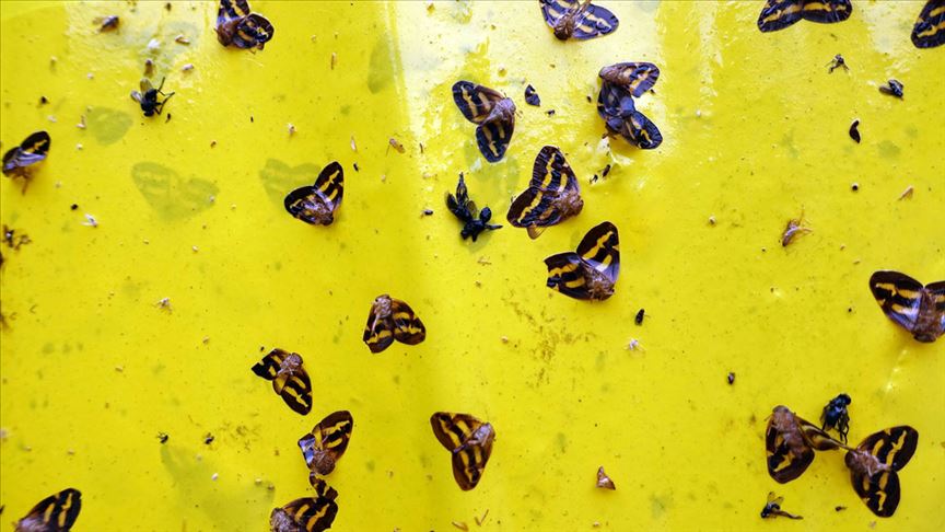 'Vampir kelebeklere' sarı ışıklı çözüm
