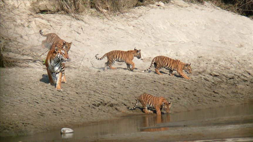 Over 2,300 tigers captured in last 19 years