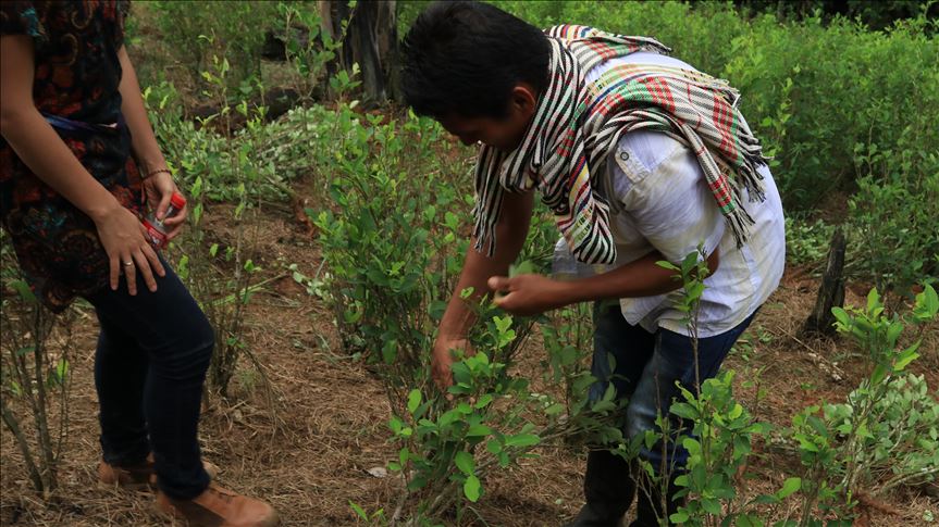 UNODC: Cultivos de coca en Bolivia presentaron una disminución de 6% entre 2017 y 2018