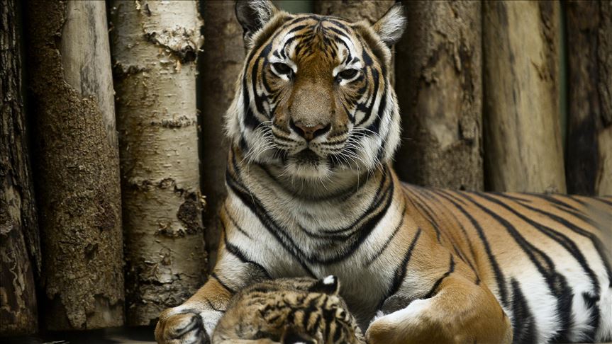 ¿Cuántos tigres mueren al año