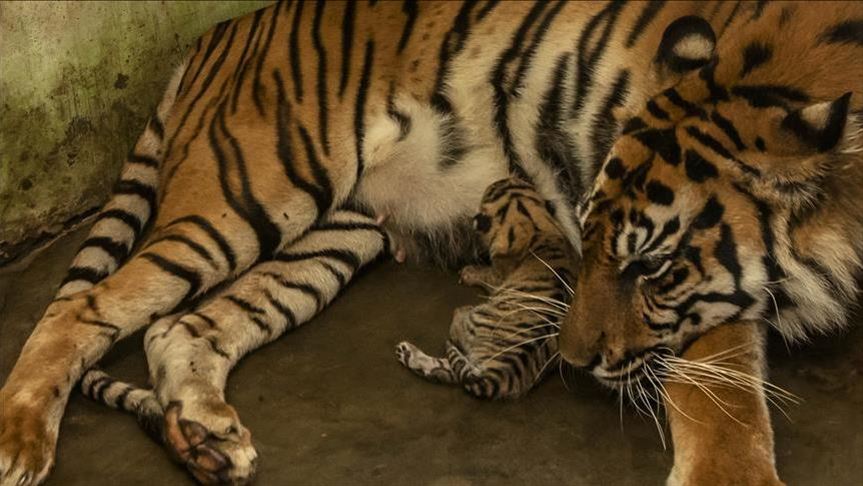 Sebanyak 2.359 harimau ditangkap selama dua dekade terakhir 