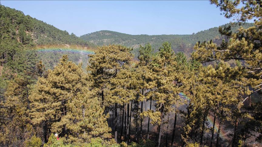 Comisión Europea adopta nuevas medidas para proteger los bosques del mundo