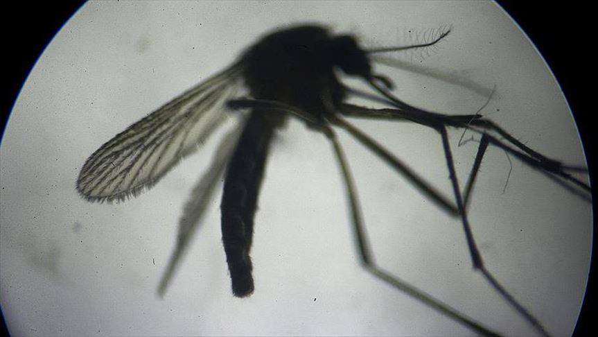Alerta por incremento de casos de dengue en Latinoamérica y el Caribe