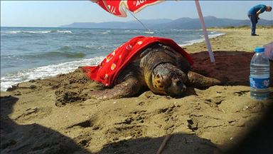 Turquie: des bénévoles soignent une tortue Caretta caretta blessée
