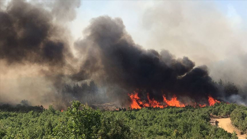 Edirne Keşan'da orman yangınına müdahale ediliyor
