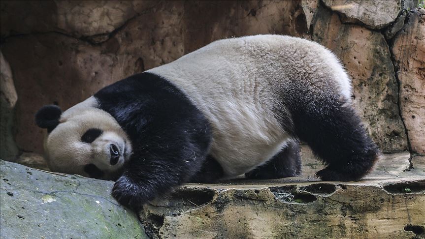 Najstarija panda na svijetu proslavila 37. rođendan