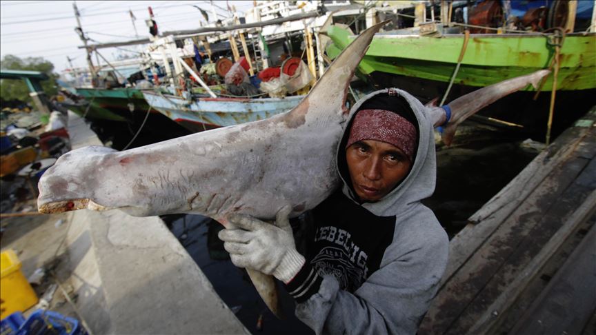 Activistas celebran propuesta de proteger a los tiburones y a las rayas