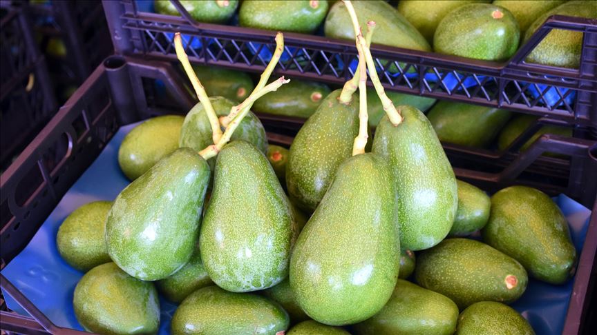 L'avocat turc à la conquête des étales bulgares  