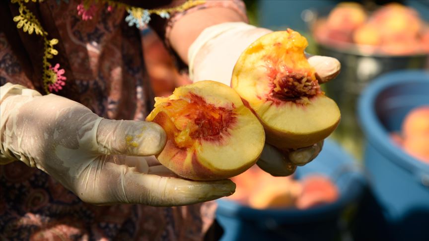 'Marmara'nın Antalyası' şeftalide iddialı