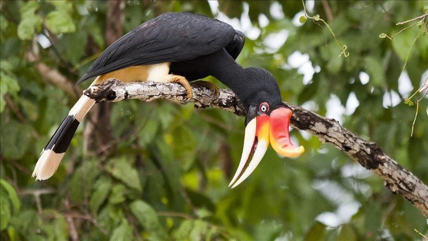 Burung Rangkong Diperdagangkan Di Grup Facebook Thailand Burung Rangkong Diperdagangkan Di Grup Facebook Thailand