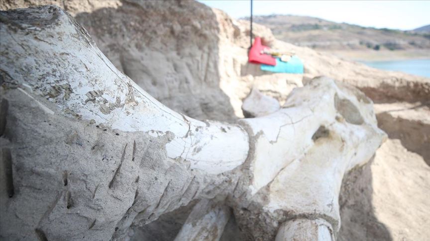 Kayseri'de bulunan mamut fosili basına tanıtıldı