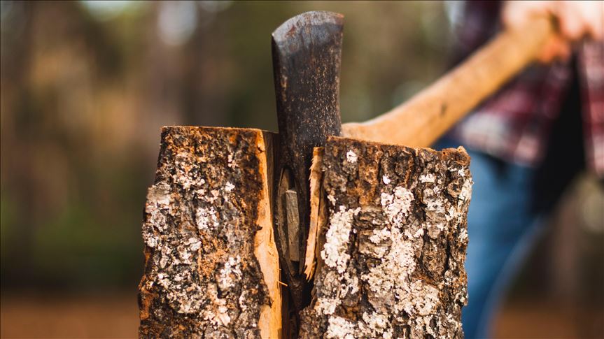 Afghanistan: Illegal tree loggers face hefty fine