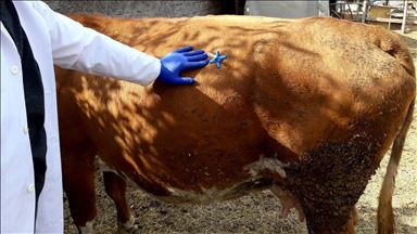 Turkish veterinarian invents first-aid tool for cattle