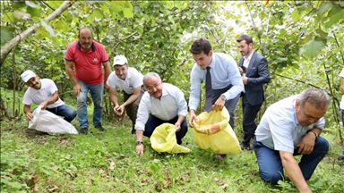 Sigortalı fındık işçileri olumlu sonuç verdi