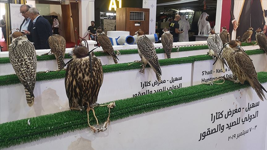 بمشاركة دولية.. إقبال كثيف على معرض للصيد والصقور في الدوحة