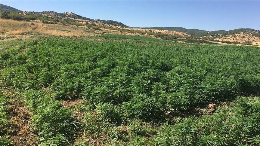 Turkey: More than 6M cannabis roots seized