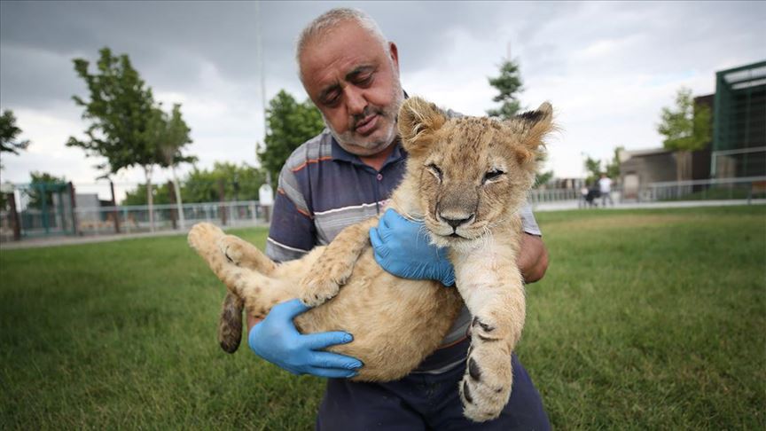 Odbačeno mladunče lava uživa očinsku pažnju uposlenika zoološkog vrta u Kayseriju