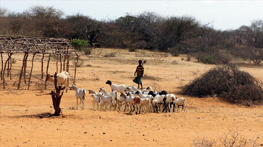 Süt keçileri Afrika'da kalıcı geçim kaynağı oluyor