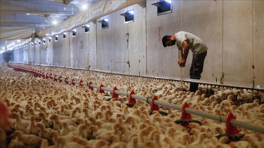 Ayam dari Brasil belum diminati importir