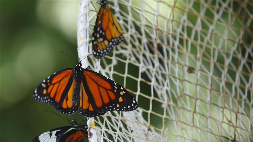 Kelebekler kanatlarını 1,5 milyon ziyaretçi için açtı