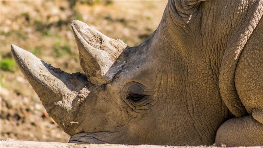 Scientists raise hope to save rare white rhinos