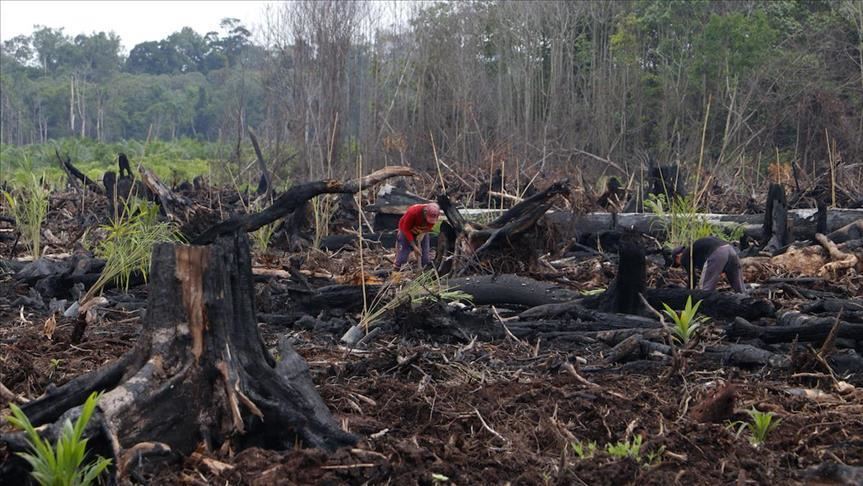 Myanmar ajak kelompok etnis bersenjata perangi deforestasi