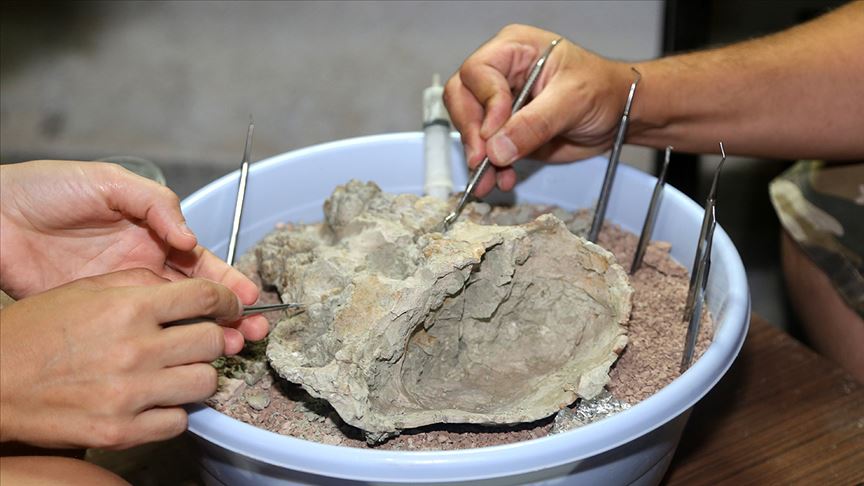 8,5 milyon yıllık fosillere 'cerrahi' hassasiyet