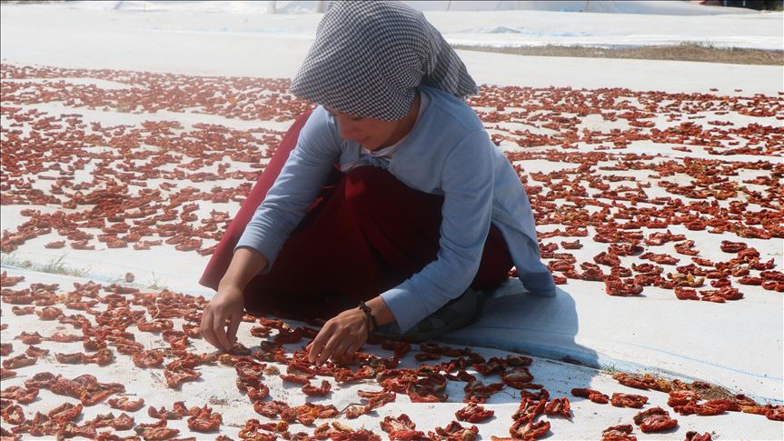 İtalyan lezzetlerine Türk domatesi