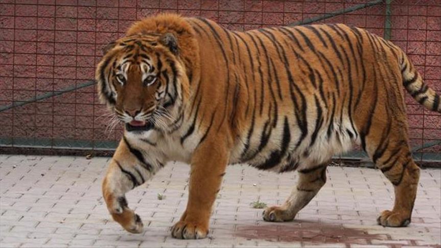 Thailand ungkap kasus puluhan harimau tewas karena infeksi virus
