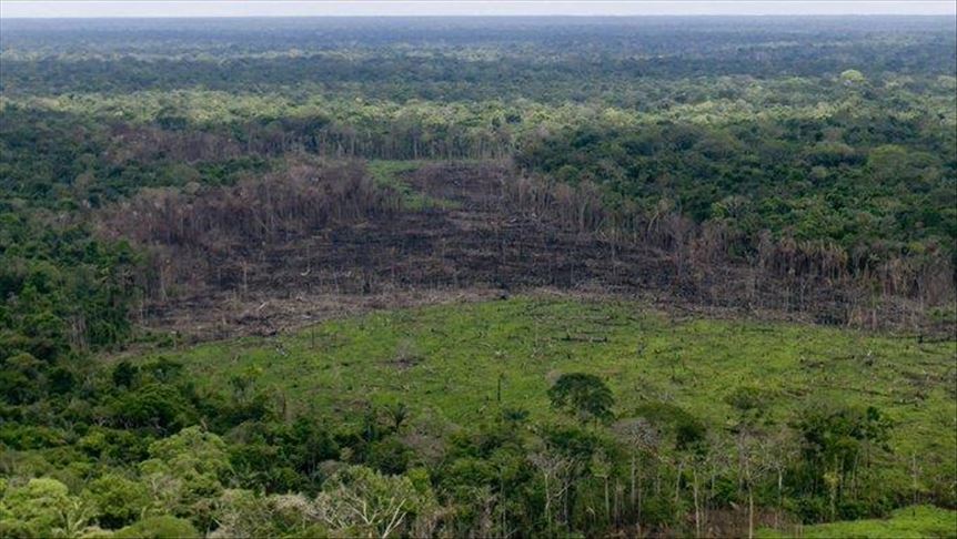 La prevención de la deforestación es clave para combatir el cambio climático