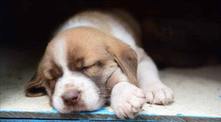 ★ Samsun köpek sahiplendirme