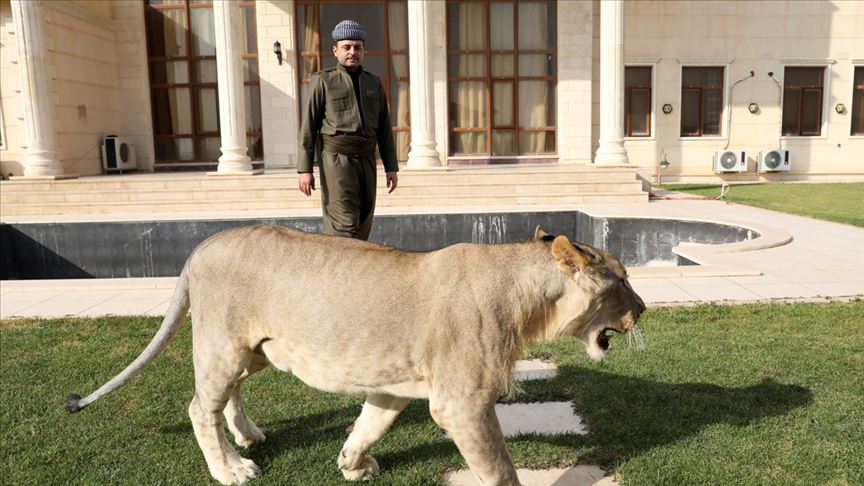 Iraklı hayvansever çocuklarından ayrı tutmadığı yavru aslanı evinde besliyor