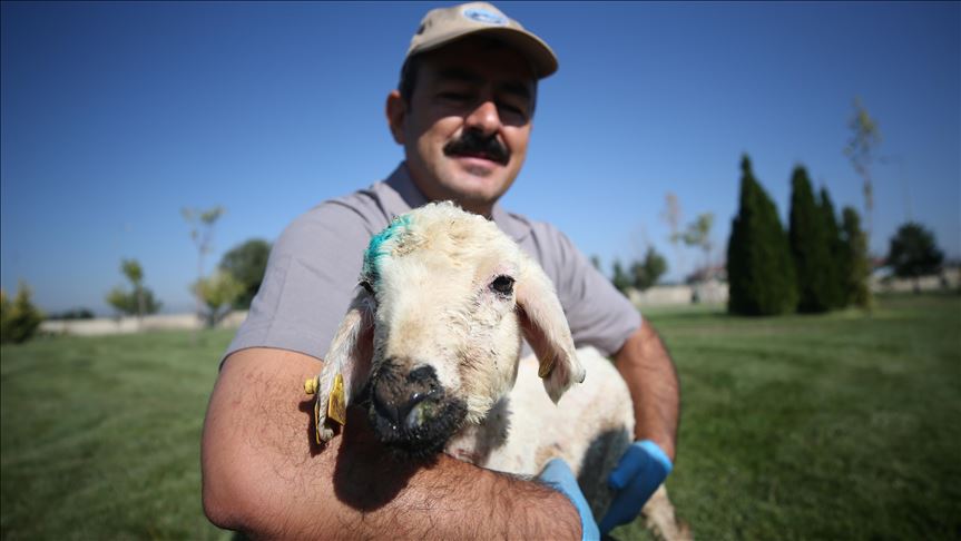 Central Turkey: Animal enthusiasts rescue lost lamb