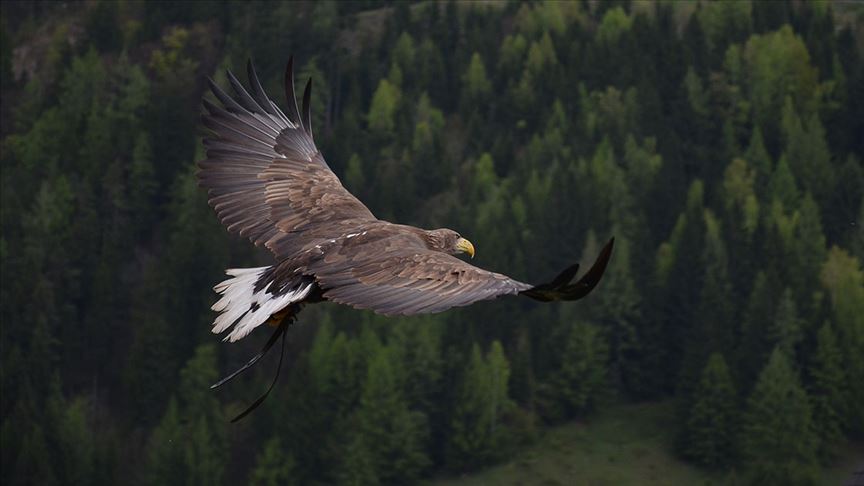 Kuzey Amerika'daki yırtıcı kuşların sayısında çarpıcı düşüş