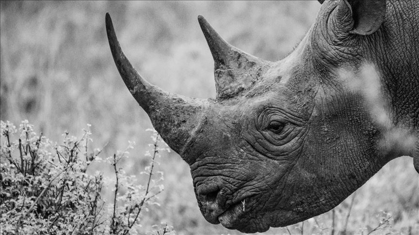 South African court to try duo for wildlife trafficking