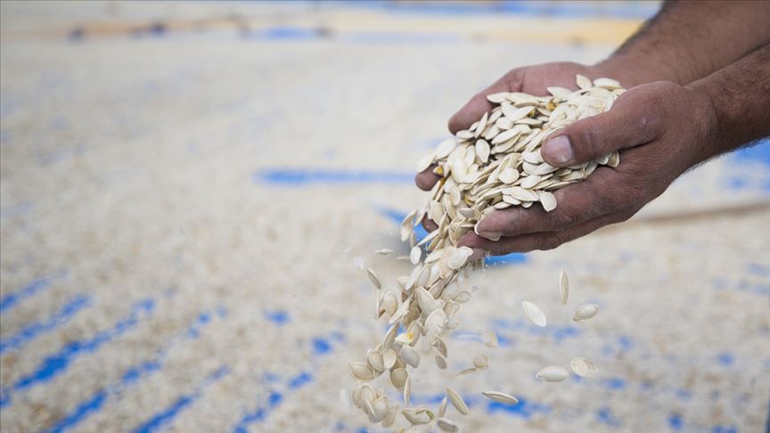 Kabak çekirdeğinin 2 çeşidi tescillendi