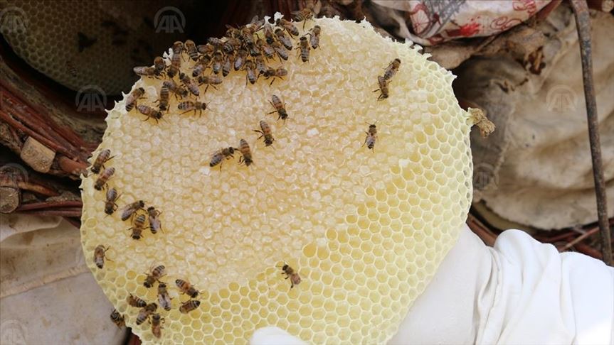 سێرت.. بهرههمهێنانی ههنگوین له چیای ههرهكۆڵ