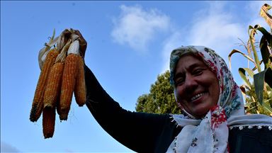 Atadan miras tohumlarla ektikleri mısıra imece usulü hasat