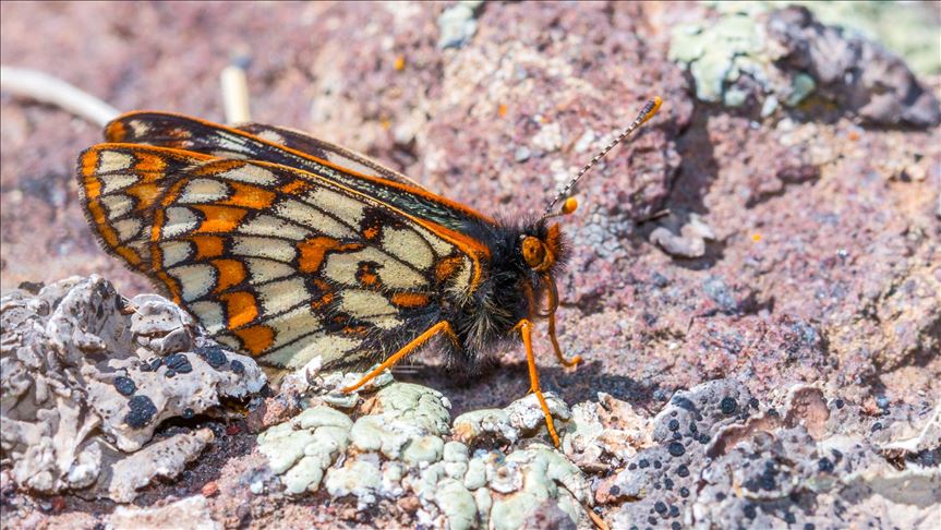 На востоке Турции вновь засняли бабочек "ледникового периода"